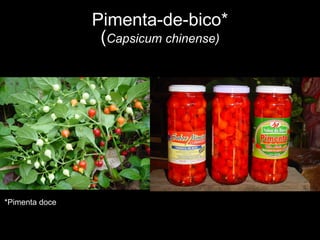 Pimenta-de-bico*
(Capsicum chinense)
*Pimenta doce
 