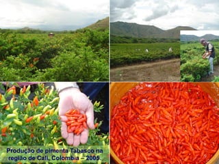 Produção de pimenta Tabasco na
região de Cali, Colombia – 2005.
 