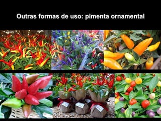 Outras formas de uso: pimenta ornamental
 