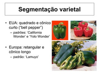 Segmentação varietal
• EUA: quadrado e cônico
curto (“bell pepper”)
– padrões: ‘California
Wonder’ e ‘Yolo Wonder’
• Europa: retangular e
cônico longo
– padrão: ‘Lamuyo’
 