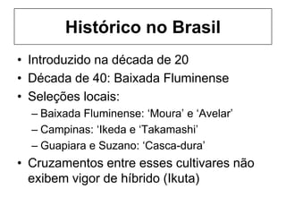 Histórico no Brasil
• Introduzido na década de 20
• Década de 40: Baixada Fluminense
• Seleções locais:
– Baixada Fluminense: ‘Moura’ e ‘Avelar’
– Campinas: ‘Ikeda e ‘Takamashi’
– Guapiara e Suzano: ‘Casca-dura’
• Cruzamentos entre esses cultivares não
exibem vigor de híbrido (Ikuta)
 