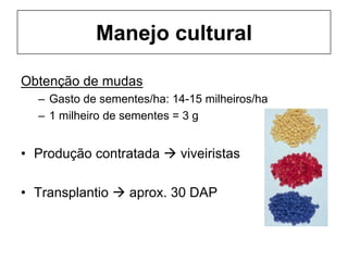 Manejo cultural
Obtenção de mudas
– Gasto de sementes/ha: 14-15 milheiros/ha
– 1 milheiro de sementes = 3 g
• Produção contratada  viveiristas
• Transplantio  aprox. 30 DAP
 