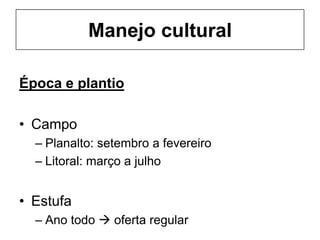 Manejo cultural
Época e plantio
• Campo
– Planalto: setembro a fevereiro
– Litoral: março a julho
• Estufa
– Ano todo  oferta regular
 
