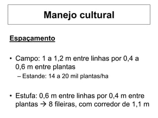 Manejo cultural
Espaçamento
• Campo: 1 a 1,2 m entre linhas por 0,4 a
0,6 m entre plantas
– Estande: 14 a 20 mil plantas/ha
• Estufa: 0,6 m entre linhas por 0,4 m entre
plantas  8 fileiras, com corredor de 1,1 m
 