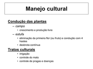 Manejo cultural
Condução das plantas
– campo
• crescimento e produção livre
– estufa
• eliminação da primeira flor (ou fruto) e condução com 4
hastes
• desbrota contínua
Tratos culturais
• irrigação
• controle do mato
• controle de pragas e doenças
 