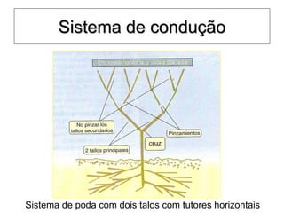 Sistema de condução
Sistema de poda com dois talos com tutores horizontais
 