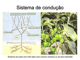 Sistema de condução
Sistema de poda com três talos com tutores verticais ou do tipo holandês
 