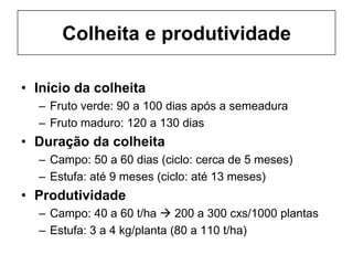Colheita e produtividade
• Início da colheita
– Fruto verde: 90 a 100 dias após a semeadura
– Fruto maduro: 120 a 130 dias
• Duração da colheita
– Campo: 50 a 60 dias (ciclo: cerca de 5 meses)
– Estufa: até 9 meses (ciclo: até 13 meses)
• Produtividade
– Campo: 40 a 60 t/ha  200 a 300 cxs/1000 plantas
– Estufa: 3 a 4 kg/planta (80 a 110 t/ha)
 