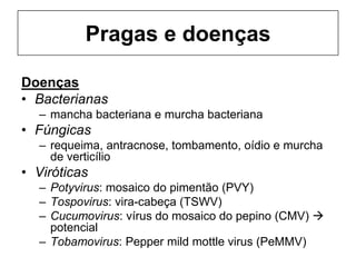 Pragas e doenças
Doenças
• Bacterianas
– mancha bacteriana e murcha bacteriana
• Fúngicas
– requeima, antracnose, tombamento, oídio e murcha
de verticílio
• Viróticas
– Potyvirus: mosaico do pimentão (PVY)
– Tospovirus: vira-cabeça (TSWV)
– Cucumovirus: vírus do mosaico do pepino (CMV) 
potencial
– Tobamovirus: Pepper mild mottle virus (PeMMV)
 