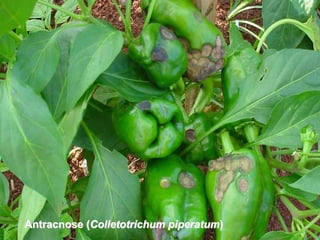Antracnose (Colletotrichum piperatum)
 