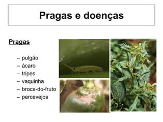 Pragas e doenças
Pragas
– pulgão
– ácaro
– tripes
– vaquinha
– broca-do-fruto
– percevejos
 