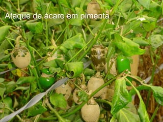 Ataque de ácaro em pimenta
 