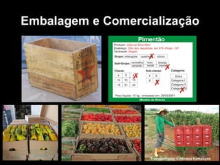 Embalagem e Comercialização
Transportador Embrapa Hortaliças
 