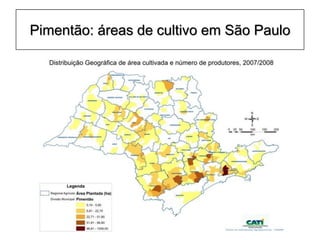 Pimentão: áreas de cultivo em São Paulo
 