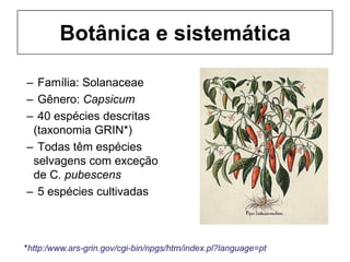 Botânica e sistemática
– Família: Solanaceae
– Gênero: Capsicum
– 40 espécies descritas
(taxonomia GRIN*)
– Todas têm espécies
selvagens com exceção
de C. pubescens
– 5 espécies cultivadas
*http:/www.ars-grin.gov/cgi-bin/npgs/htm/index.pl?language=pt
 