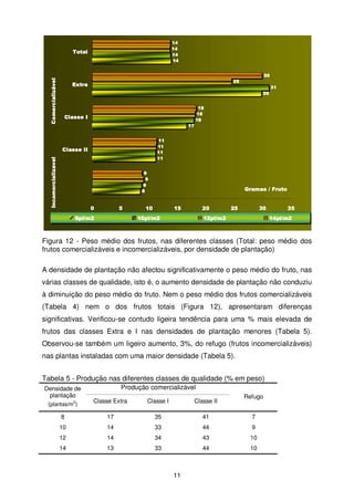 14
14
14
14

Comercializável

Total

30
25

Extra

31
30
18
18
18

Classe I
17
11
11
11
11

Incomercializavel

Classe II

9
9
9
8

0

5

8pl/m2

Gramas / Fruto

10

15

20

10pl/m2

25

30

12pl/m2

35
14pl/m2

Figura 12 - Peso médio dos frutos, nas diferentes classes (Total: peso médio dos
frutos comercializáveis e incomercializáveis, por densidade de plantação)
A densidade de plantação não afectou significativamente o peso médio do fruto, nas
várias classes de qualidade, isto é, o aumento densidade de plantação não conduziu
à diminuição do peso médio do fruto. Nem o peso médio dos frutos comercializáveis
(Tabela 4) nem o dos frutos totais (Figura 12), apresentaram diferenças
significativas. Verificou-se contudo ligeira tendência para uma % mais elevada de
frutos das classes Extra e I nas densidades de plantação menores (Tabela 5).
Observou-se também um ligeiro aumento, 3%, do refugo (frutos incomercializáveis)
nas plantas instaladas com uma maior densidade (Tabela 5).
Tabela 5 - Produção nas diferentes classes de qualidade (% em peso)
Densidade de
plantação
(plantas/m2)

Produção comercializável
Refugo

Classe Extra

Classe I

Classe II

8

17

35

41

7

10

14

33

44

9

12

14

34

43

10

14

13

33

44

10

11

 