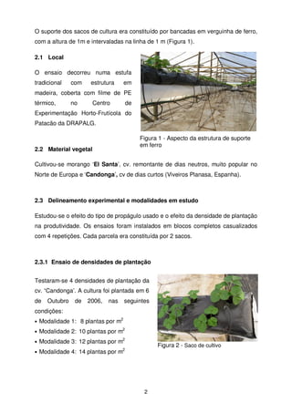 O suporte dos sacos de cultura era constituído por bancadas em verguinha de ferro,
com a altura de 1m e intervaladas na linha de 1 m (Figura 1).
2.1 Local
O ensaio decorreu numa estufa
tradicional

com

estrutura

em

madeira, coberta com filme de PE
térmico,

no

Centro

de

Experimentação Horto-Frutícola do
Patacão da DRAPALG.
Figura 1 - Aspecto da estrutura de suporte
em ferro

2.2 Material vegetal

Cultivou-se morango ‘El Santa’, cv. remontante de dias neutros, muito popular no
Norte de Europa e ‘Candonga’, cv de dias curtos (Viveiros Planasa, Espanha).

2.3 Delineamento experimental e modalidades em estudo
Estudou-se o efeito do tipo de propágulo usado e o efeito da densidade de plantação
na produtividade. Os ensaios foram instalados em blocos completos casualizados
com 4 repetições. Cada parcela era constituída por 2 sacos.

2.3.1 Ensaio de densidades de plantação
Testaram-se 4 densidades de plantação da
cv. ‘Candonga’. A cultura foi plantada em 6
de

Outubro

de

2006,

nas

seguintes

condições:
2

• Modalidade 1: 8 plantas por m

2

• Modalidade 2: 10 plantas por m

2

• Modalidade 3: 12 plantas por m

Figura 2 - Saco de cultivo

2

• Modalidade 4: 14 plantas por m

2

Saco de
cultivo

 