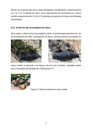 Devido ao compasso dos sacos, estas densidades corresponderam respectivamente
a 8, 10, 12 e 14 plantas por saco. Como cada parcela era constituída por 2 sacos
existiam respectivamente 16, 20, 24, 28 plantas por parcela em função da densidade
de plantação.

2.3.2 Ensaio do tipo de propágulo da cultura
Para avaliar o efeito do tipo de propágulo usado na produtividade plantaram-se, em
25 de Setembro de 2006, morangueiros ‘El Santa’ utilizando plantas enraizadas em

vasos (mottes, à esquerda e em baixo) e de raiz nua (à direita), instaladas ambas
com a densidade de plantação de 10 plantas por m2.

Figura 3 - Planta enraizada em vaso (motte)

3

 