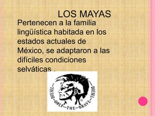 LOS MAYASPertenecen a la familia lingüística habitada en los estados actuales de México, se adaptaron a las difíciles condiciones selváticas .