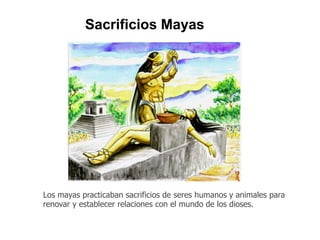 Sacrificios Mayas 
Los mayas practicaban sacrificios de seres humanos y animales para 
renovar y establecer relaciones con el mundo de los dioses. 
 
