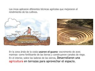 Los incas aplicaron diferentes técnicas agrícolas que mejoraron el 
rendimiento de los cultivos. 
En la zona árida de la costa usaron el guano -excremento de aves 
marinas- como fertilizante de las tierras y construyeron canales de riego. 
En el interior, sobre las laderas de las sierras, Desarrollaron una 
agricultura en terrazas para aprovechar el espacio. 
 