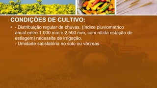 CONDIÇÕES DE CULTIVO:
• - Distribuição regular de chuvas, (índice pluviométrico
anual entre 1.000 mm e 2.500 mm, com nítida estação de
estiagem) necessita de irrigação.
- Umidade satisfatória no solo ou várzeas.
 
