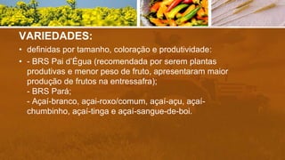 VARIEDADES:
• definidas por tamanho, coloração e produtividade:
• - BRS Pai d’Égua (recomendada por serem plantas
produtivas e menor peso de fruto, apresentaram maior
produção de frutos na entressafra);
- BRS Pará;
- Açaí-branco, açai-roxo/comum, açaí-açu, açaí-
chumbinho, açaí-tinga e açaí-sangue-de-boi.
 