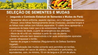 SELEÇÃO DE SEMENTES E MUDAS
• (segundo a Comissão Estadual de Sementes e Mudas do Pará)
• - Apresentar altura uniforme, aspecto vigoroso, cor e folhagem harmônicas;
- Possuir, cinco folhas fisiologicamente ativas (maduras), pecíolos longos e
as folhas mais velhas com folíolos separados. O coleto deve apresentar a
espessura da base maior que a da extremidade das mudas;
- 4 a 8 meses de idade, a partir da emergência das plântulas;
- Altura de 40 a 60 cm, medidos a partir do colo da planta;
- Sistema radicular bem desenvolvido e ter suas extremidades aparadas
quando ultrapassar o torrão;
- Isentas de pragas e moléstias (Regulamento da Defesa Sanitária
Vegetal);
- Comercialização das mudas somente será permitida em torrões,
acondicionadas em sacos de plástico, sanfonados e perfurados, ou
equivalentes, com, no mínimo, 15 cm de largura e 25 cm de altura.
 
