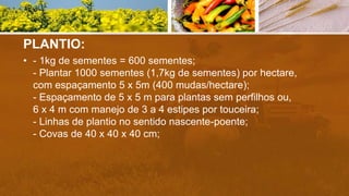PLANTIO:
• - 1kg de sementes = 600 sementes;
- Plantar 1000 sementes (1,7kg de sementes) por hectare,
com espaçamento 5 x 5m (400 mudas/hectare);
- Espaçamento de 5 x 5 m para plantas sem perfilhos ou,
6 x 4 m com manejo de 3 a 4 estipes por touceira;
- Linhas de plantio no sentido nascente-poente;
- Covas de 40 x 40 x 40 cm;
 