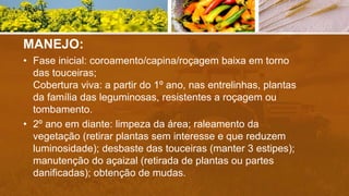MANEJO:
• Fase inicial: coroamento/capina/roçagem baixa em torno
das touceiras;
Cobertura viva: a partir do 1º ano, nas entrelinhas, plantas
da família das leguminosas, resistentes a roçagem ou
tombamento.
• 2º ano em diante: limpeza da área; raleamento da
vegetação (retirar plantas sem interesse e que reduzem
luminosidade); desbaste das touceiras (manter 3 estipes);
manutenção do açaizal (retirada de plantas ou partes
danificadas); obtenção de mudas.
 