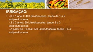IRRIGAÇÃO:
• - 0 a 1 ano 1: 40 Litros/touceira, tendo de 1 a 2
estipes/touceira;
- 2 e 3 anos: 60 Litros/touceira, tendo 2 a 3
estipes/touceira;
- A partir de 3 anos: 120 Litros/touceira, tendo 3 a 4
estipes/touceira.
 
