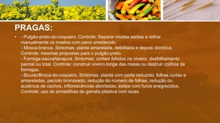 PRAGAS:
• - Pulgão-preto-do-coqueiro. Controle: Separar mudas sadias e retirar
manualmente os insetos com pano umedecido.
- Mosca-branca. Sintomas: planta amarelada, debilitada e depois clorótica.
Controle: mesmas propostas para o pulgão-preto.
- Formiga-saúva/tanajura. Sintomas: cortam folíolos no viveiro, desfolhamento
parcial ou total. Controle: construir viveiro longe das matas ou destruir colônia de
formigas.
- Bicudo/Broca-do-coqueiro. Sintomas: planta com porte reduzido, folhas curtas e
amareladas, pecíolo bronzeado, redução do número de folhas, redução ou
ausência de cachos, inflorescências abortadas, estipe com furos enegrecidos.
Controle: uso de armadilhas de garrafa plástica com iscas.
 