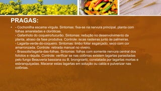 PRAGAS:
• - Cochonilha escama vírgula. Sintomas: fixa-se na nervura principal, planta com
folhas amareladas e cloróticas.
- Gafanhoto do coqueiro/tucurão. Sintomas: redução no desenvolvimento da
planta, atraso da fase produtiva. Controle: iscas rasteiras junto às palmeiras.
- Lagarta-verde-do-coqueiro. Sintomas: limbo foliar esgarçado, seco com cor
amarronzada. Controle: retirada manual no viveiro.
- Brassolis/lagarta-das-folhas. Sintomas: folhas com somente nervura central dos
folíolos e ráquila. Controle: verificar se nas colônias existem lagartas parasitadas
pelo fungo Beauveria bassiana ou B. brongniartii, constatada por lagartas mortas e
esbranquiçadas. Macerar estas lagartas em solução ou calda e pulverizar nas
colônias.
 