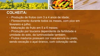 COLHEITA:
• - Produção de frutos com 3 a 4 anos de idade;
- Florescimento durante todos os meses, com pico em
fevereiro e julho;
- Maturação do fruto em 5 a 6 meses;
- Produção por touceira dependente da fertilidade e
umidade do solo, da luminosidade também;
- Frutos maduros possuem cor roxa-escura ou preto,
sendo exceção o açaí-branco, com coloração verde.
 