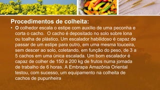 Procedimentos de colheita:
• O colhedor escala o estipe com auxílio de uma peconha e
corta o cacho. O cacho é depositado no solo sobre lona
ou toalha de plástico. Um escalador habilidoso é capaz de
passar de um estipe para outro, em uma mesma touceira,
sem descer ao solo, coletando, em função do peso, de 3 a
5 cachos em uma única escalada. Um bom escalador é
capaz de colher de 150 a 200 kg de frutos numa jornada
de trabalho de 6 horas. A Embrapa Amazônia Oriental
testou, com sucesso, um equipamento na colheita de
cachos de pupunheira
 