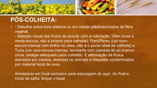 PÓS-COLHEITA:
• - Debulha sobre lona plástica ou em caixas plásticas/cestos de fibra
vegetal;
- Seleção visual dos frutos de acordo com a coloração: Vitrin (roxo a
verde-escura, não é próprio para colheita), Paró/Parau (cor roxo-
escura intensa com brilho na casa, não é o ponto ideal de colheita) e
Tuíra (cor roxo-escura intensa, recoberta com camada de pó branco-
cinza, estágio adequado para colheita). E eliminação de frutos
atacados por insetos, doenças ou animais e daqueles contaminados
por material fecal de aves.
Armazenar em local exclusivo para estocagem do açaí. Ao final e
início de safra, limpar o local;
 