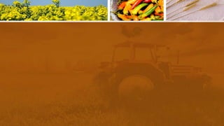 CULTURAS REGIONAIS.pptx