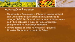 Agronegócio Paraense
• Na pecuária, o Pará ocupa o 4º lugar no ranking nacional,
com um rebanho de aproximadamente 22 milhões de
cabeças (IBGE, 2017), incluindo o rebanho bubalino (cerca
de 513 mil cabeças), o maior do País, concentrado
principalmente no arquipélago Marajoara.
• O Pará destaca-se ainda na Avicultura, Apicultura,
Florestas Plantadas e produção de Grãos.
 