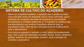 SISTEMA DE CULTIVO DO AÇAIZEIRO
• Nativo da Amazônia brasileira, o açaizeiro tem o estado do Pará
como principal centro de dispersão natural desta palmácea, que é
adaptada às condições elevadas de temperatura, precipitação
pluviométrica e umidade relativa do ar. O açaizeiro se destaca pela
sua abundância e por produzir importante alimento para as
populações locais, além de ser a principal fonte de matéria-prima
para a agroindústria.
• Dos frutos do açaizeiro é extraído o vinho, polpa ou simplesmente
açaí. Com o açaí são fabricados sorvetes, licores, doces, néctares e
geléias, podendo ser aproveitado, também, para a extração de
corantes e antocianina.
 