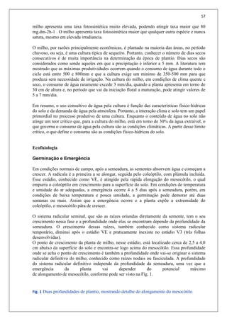 57
milho apresenta uma taxa fotossintética muito elevada, podendo atingir taxa maior que 80
mg.dm-2h-1 . O milho apresenta taxa fotossintética maior que qualquer outra espécie e nunca
satura, mesmo em elevada irradiancia.
O milho, por razões principalmente econômicas, é plantado na maioria das áreas, no período
chuvoso, ou seja, é uma cultura típica de sequeiro. Portanto, conhecer o número de dias secos
consecutivos é de muita importância na determinação da época de plantio. Dias secos são
considerados como sendo aqueles em que a precipitação é inferior a 5 mm. A literatura tem
mostrado que as máximas produtividades ocorrem quando o consumo de água durante todo o
ciclo está entre 500 e 800mm e que a cultura exige um mínimo de 350-500 mm para que
produza sem necessidade de irrigação. Na cultura do milho, em condições de clima quente e
seco, o consumo de água raramente excede 3 mm/dia, quando a planta apresenta em torno de
30 cm de altura e, no período que vai da iniciação floral a maturação, pode atingir valores de
5 a 7 mm/dia.
Em resumo, o uso consultivo de água pela cultura é função das características físico-hídricas
do solo e da demanda de água pela atmosfera. Portanto, a interação clima e solo tem um papel
primordial no processo produtivo de uma cultura. Enquanto o conteúdo de água no solo não
atinge um teor critico que, para a cultura do milho, está em torno de 30% da água extraível, o
que governa o consumo de água pela cultura são as condições climáticas. A partir desse limite
crítico, o que define o consumo são as condições físico-hídricas do solo.
Ecofisiologia
Germinação e Emergência
Em condições normais de campo, após a semeadura, as sementes absorvem água e começam a
crescer. A radícula é a primeira a se alongar, seguida pelo coleóptilo, com plúmula incluída.
Esse estádio, conhecido como VE, é atingido pela rápida elongação do mesocótilo, o qual
empurra o coleóptilo em crescimento para a superfície do solo. Em condições de temperatura
e umidade do ar adequadas, a emergência ocorre 4 a 5 dias após a semeadura, porém, em
condições de baixa temperatura e pouca umidade, a germinação pode demorar até duas
semanas ou mais. Assim que a emergência ocorre e a planta expõe a extremidade do
coleóptilo, o mesocótilo pára de crescer.
O sistema radicular seminal, que são as raízes oriundas diretamente da semente, tem o seu
crescimento nessa fase e a profundidade onde elas se encontram depende da profundidade da
semeadura. O crescimento dessas raízes, também conhecido como sistema radicular
temporário, diminui após o estádio VE e praticamente inexiste no estádio V3 (três folhas
desenvolvidas).
O ponto de crescimento da planta de milho, nesse estádio, está localizado cerca de 2,5 a 4,0
cm abaixo da superfície do solo e encontra-se logo acima do mesocótilo. Essa profundidade
onde se acha o ponto de crescimento é também a profundidade onde vai-se originar o sistema
radicular definitivo do milho, conhecido como raízes nodais ou fasciculada. A profundidade
do sistema radicular definitivo independe da profundidade da semeadura, uma vez que a
emergência da planta vai depender do potencial máximo
de alongamento de mesocótilo, conforme pode ser visto na Fig. 1.
Fig. 1 Duas profundidades de plantio, mostrando detalhe do alongamento do mesocótilo.
 