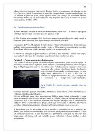 62
máximo desenvolvimento e crescimento. Estresse hídrico e temperaturas elevadas (acima de
35 o C) podem reduzir drasticamente a produção. Um pendão de tamanho médio chega a ter
2,5 milhões de grãos de pólen, o que equivale dizer que a espiga em condições normais
dificilmente deixará de ser polinizada pela falta de pólen, desde que o número de óvulos
esteja em torno de 750 a 1000.
Fig. 7 Estádio de pendoamento da planta.
A planta apresenta alta sensibilidade ao encharcamento nessa fase. O excesso de água pode
contribuir inclusive com a inviabilidade dos grãos de pólen.
A falta de água nesse período, além de afetar o sincronismo pendão-espiga, pode reduzir a
chance de aparecimento de uma segunda espiga em materiais prolíficos.
Nos estádios de VT a R1, a planta de milho é mais vulnerável às intempéries da natureza que
qualquer outro período, devido ao pendão e todas as folhas estarem completamente expostas.
Remoção de folha nesse estádio por certo resultará em perdas na colheita.
O período de liberação do pólen estende-se por uma a duas semanas. Durante esse tempo,
cada "cabelo" individual deve emergir e ser polinizado para resultar num grão.
Estádio R1, Embonecamento e Polinização
Esse estádio é iniciado quando os estilos-estigmas estão visíveis, para fora das espigas. A
polinização ocorre quando o grão de pólen liberado é capturado por um dos estilos-estigmas
(Fig. 8). O grão de pólen, uma vez em contato com o "cabelo", demora cerca de 24 horas para
percorrer o tubo polínico e fertilizar o óvulo. Geralmente,
o período requerido para todos os estilos-estigmas em uma
espiga serem polinizados é de dois a três dias. Os
"cabelos" da espiga crescem cerca de 2,5 a 4,0 cm por dia
e continuam a alongar-se até serem fertilizados.
Fig. 8 Estádio R1, estilos-estigmas captando grãos de
pólen.
O número de óvulos que será fertilizado é determinado nesse estádio. Óvulos não fertilizados
evidentemente não produzirão grãos.
Estresse ambiental, nessa fase, especialmente hídrico, causa baixa polinização e baixa
granação da espiga, uma vez que, sob seca, tanto os "cabelos" como os grãos de pólen tendem
à dissecação. Não se deve descuidar de insetos com a lagarta-da-espiga, que se alimentam dos
"cabelos". Deve-se combater essas pragas, caso haja necessidade. A absorção de potássio
nessa fase está completa, enquanto nitrogênio e fósforo continuam sendo absorvidos.
A liberação do grão de pólen pode iniciar ao amanhecer, estendendo-se até o meio-dia. No
entanto, esse processo raramente exige mais de quatro horas para sua complementação. Ainda
sob condições favoráveis, o grão de pólen pode permanecer viável por até 24 horas. Sua
longevidade, entretanto, pode ser reduzida quando submetido a baixa umidade e altas
temperaturas.
 