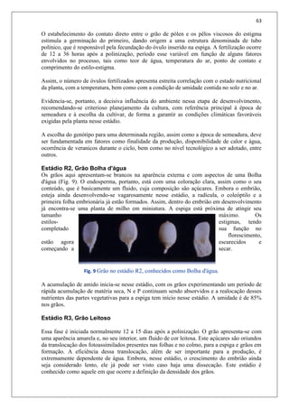 63
O estabelecimento do contato direto entre o grão de pólen e os pêlos viscosos do estigma
estimula a germinação do primeiro, dando origem a uma estrutura denominada de tubo
polínico, que é responsável pela fecundação do óvulo inserido na espiga. A fertilização ocorre
de 12 a 36 horas após a polinização, período esse variável em função de alguns fatores
envolvidos no processo, tais como teor de água, temperatura do ar, ponto de contato e
comprimento do estilo-estigma.
Assim, o número de óvulos fertilizados apresenta estreita correlação com o estado nutricional
da planta, com a temperatura, bem como com a condição de umidade contida no solo e no ar.
Evidencia-se, portanto, a decisiva influência do ambiente nessa etapa de desenvolvimento,
recomendando-se criterioso planejamento da cultura, com referência principal à época de
semeadura e à escolha da cultivar, de forma a garantir as condições climáticas favoráveis
exigidas pela planta nesse estádio.
A escolha do genótipo para uma determinada região, assim como a época de semeadura, deve
ser fundamentada em fatores como finalidade da produção, disponibilidade de calor e água,
ocorrência de veranicos durante o ciclo, bem como no nível tecnológico a ser adotado, entre
outros.
Estádio R2, Grão Bolha d'água
Os grãos aqui apresentam-se brancos na aparência externa e com aspectos de uma Bolha
d'água (Fig. 9). O endosperma, portanto, está com uma coloração clara, assim como o seu
conteúdo, que é basicamente um fluido, cuja composição são açúcares. Embora o embrião,
esteja ainda desenvolvendo-se vagarosamente nesse estádio, a radícula, o coleóptilo e a
primeira folha embrionária já estão formados. Assim, dentro do embrião em desenvolvimento
já encontra-se uma planta de milho em miniatura. A espiga está próxima de atingir seu
tamanho máximo. Os
estilos- estigmas, tendo
completado sua função no
florescimento,
estão agora escurecidos e
começando a secar.
Fig. 9 Grão no estádio R2, conhecidos como Bolha d'água.
A acumulação de amido inicia-se nesse estádio, com os grãos experimentando um período de
rápida acumulação de matéria seca, N e P continuam sendo absorvidos e a realocação desses
nutrientes das partes vegetativas para a espiga tem início nesse estádio. A umidade é de 85%
nos grãos.
Estádio R3, Grão Leitoso
Essa fase é iniciada normalmente 12 a 15 dias após a polinização. O grão apresenta-se com
uma aparência amarela e, no seu interior, um fluido de cor leitosa. Este açúcares são oriundos
da translocação dos fotoassimilados presentes nas folhas e no colmo, para a espiga e grãos em
formação. A eficiência dessa translocação, além de ser importante para a produção, é
extremamente dependente de água. Embora, nesse estádio, o crescimento do embrião ainda
seja considerado lento, ele já pode ser visto caso haja uma dissecação. Este estádio é
conhecido como aquele em que ocorre a definição da densidade dos grãos.
 