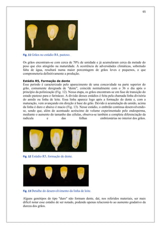 65
Fig. 11 Grãos no estádio R4, pastoso.
Os grãos encontram-se com cerca de 70% de umidade e já acumularam cerca da metade do
peso que eles atingirão na maturidade. A ocorrência de adversidades climáticas, sobretudo
falta de água, resultará numa maior porcentagem de grãos leves e pequenos, o que
comprometeria definitivamente a produção.
Estádio R5, Formação de dente
Esse período é caracterizado pelo aparecimento de uma concavidade na parte superior do
grão, comumente designada de "dente", coincide normalmente com o 36 o dia após o
princípio da polinização (Fig. 12). Nessa etapa, os grãos encontram-se em fase de transição do
estado pastoso para o farináceo. A divisão desses estádios é feita pela chamada linha divisória
do amido ou linha de leite. Essa linha aparece logo após a formação do dente e, com a
maturação, vem avançando em direção à base do grão. Devido à acumulação do amido, acima
da linha é duro e abaixo é macio (Fig. 13). Nesse estádio, o embrião continua desenvolvendo-
se, sendo que, além do acentuado acréscimo de volume experimentado pelo endosperma,
mediante o aumento do tamanho das células, observa-se também a completa diferenciação da
radícula e das folhas embrionárias no interior dos grãos.
Fig. 12 Estádio R5, formação de dente.
Fig. 13 Detalhe do desenvolvimento da linha de leite.
Alguns genótipos do tipo "duro" não formam dente, daí, nos referidos materiais, ser mais
difícil notar esse estádio de ser notado, podendo apenas relacioná-lo ao aumento gradativo da
dureza dos grãos.
 