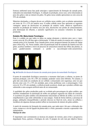 66
Estresse ambiental nessa fase pode antecipar o aparecimento da formação da camada preta,
indicadora da maturidade fisiológica. A redução na produção, nesse caso, seria relacionada ao
peso dos grãos e não ao número de grãos. Os grãos nesse estádio apresentam-se com cerca de
55% de umidade.
Materiais destinados a silagem devem ser colhidos nesse estádio, pois as plantas apresentam
em torno de 33 a 37% de matéria seca. O milho colhido nessa fase apresenta as seguintes
vantagens: apesar do decréscimo na produção de matéria verde, obtém-se significativo
aumento na produção de matéria seca por área; decréscimo nas perdas de armazenamento,
pela diminuição do efluente, e aumento significativo no consumo voluntário da silagem
produzida.
Estádio R6, Maturidade Fisiológica
Esse é o estádio em que todos os grãos na espiga alcançam o máximo peso seco e vigor,
ocorre cerca de 50 a 60 dias após a polinização. A linha do amido já avançou até a espiga e a
camada preta já foi formada. Essa camada preta ocorre progressivamente da ponta da espiga
para a base.(Fig. 14). Nesse estádio, além da paralisação total do acúmulo de matéria seca nos
grãos, acontece também o início do processo de senescência natural das folhas das plantas, as
quais gradativamente começam a perder a sua coloração verde característica.
Fig. 14 Detalhe do desenvolvimento da camada preta (ponto da maturidade fisiológica).
O ponto de maturidade fisiológica caracteriza o momento ideal para a colheita, ou ponto de
máxima produção, com 30 a 38% de umidade, podendo variar entre híbridos. No entanto, o
grão não está ainda em condições de ser colhido e armazenado com segurança, uma vez que
deveria estar com 13 a 15% de umidade, para evitar problemas com a armazenagem. Com
cerca de 18 a 25% de umidade, a colheita já pode acontecer, desde que o produto colhido seja
submetido a uma secagem artificial antes de ser armazenado.
A qualidade dos grãos produzidos pode ser avaliada pela percentagem de grãos ardidos, que
interfere notadamente na destinação do milho em qualquer segmento da cadeia de consumo.
A ocorrência de grãos ardidos está diretamente relacionada ao híbrido de milho e ao nível de
empalhamento a que estão submetidas as suas espigas. Ainda de forma indireta, a presença de
pragas, adubações desequilibradas e período chuvoso no final do ciclo, atraso na colheita e
incidência de algumas doenças podem influir no incremento do número de grãos ardidos.
A partir do momento da formação da camada preta, que nada mais é do que a obstrução dos
vasos, rompe-se o elo de ligação da planta-mãe e o fruto, passando o mesmo a apresentar vida
independente.
Manejo de solos
É importante usar corretamente as técnicas de preparo do terreno, para evitar a progressiva
degradação física, química e biológica do solo. O preparo do solo tem por objetivo básico
 