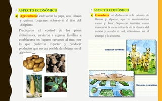 • ASPECTO ECONÓMICO
a) Agricultura: cultivaron la papa, oca, olluco
y quinua. Lograron sobrevivir al frío del
Altiplano.
Practicaron el control de los pisos
altitudinales, enviaron a algunas familias a
establecerse en lugares cercanos al mar, por
lo que pudieron explotar y producir
productos que no era posible de obtener en el
Altiplano.
• ASPECTO ECONÓMICO
a) Ganadería: se dedicaron a la crianza de
llamas y alpacas, que le suministraban
carne y lana. Supieron también como
conservar la carne a través de la técnica del
salado y secado al sol, obtuvieron así el
charqui y la chalona.
 
