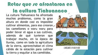 Retos que se afrontaron en
la cultura Tiahuanaco
La cultura Tiahuanaco ha afrontado
muchos problemas, como la gran
altura en donde casi es imposible
cultivar alimentos, para eso crearon
los camellones o waru waru para
poder llevar el agua a sus cultivos,
además de qué tuvieron que
trabajar mucho, en la época de
lluvias, como en toda la agricultura
de la sierra, aprovechaban el clima
cálido de la estación para cultivar
la tierra y esquilar a los camélidos.
 