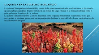 LA QUINUA EN LA CULTURA TIAHUANACO
La quinua (Chenopodium quinoa Willd.), es una de las especies domesticadas y cultivadas en el Perú desde
épocas prehispánicas (más de cinco mil años). La cuenca del Lago Titicaca es la zona considerada como el
principal centro de origen de la quinua.
La cultura Tiahuanaco sembró y cultivó la quinua, como se puede demostrar en su cerámica, en las que
representa a la planta de quinua, con varias panojas distribuidas a lo largo del tallo, lo que mostraría a una de
las culturas más antiguas.
 