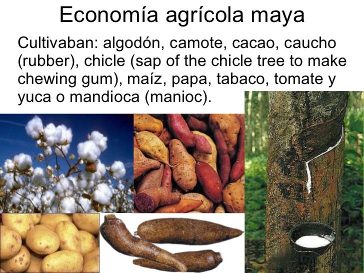 Resultado de imagen para imagenes de las cosas quecultivavan los mayas