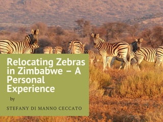 Relocating Zebras
in Zimbabwe – A
Personal
Experience
STEFANY DI MANNO CECCATO
by
 