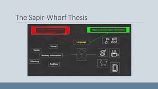 The Sapir-Whorf Thesis
 
